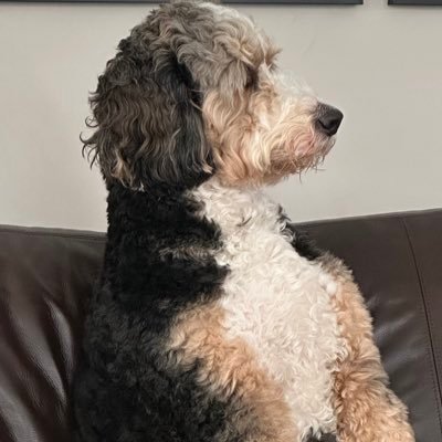 Wns1204Schwartz's profile picture. 