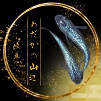 めだかの山辺 (@medakanoyamabe) Twitter profile photo