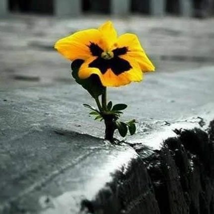 Pikachu80823914's profile picture. One homesick alien