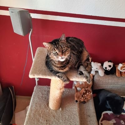 Ich bin eine liebe und nette Person. Und helfe meinen Mitmenschen. Ich habe auch ein Haustier. Einen Kater sein Name ist Findus.