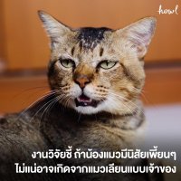 แมวสีส้ม(@p_kabao) 's Twitter Profileg