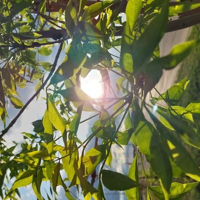 MohammedS_Here's profile picture. 