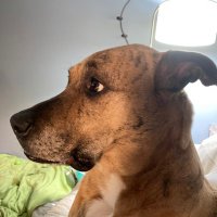 Ruh roh! (@musesnest) 's Twitter Profile