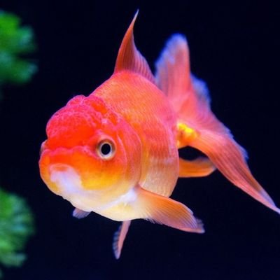 HorikawaKeiichi's profile picture. 