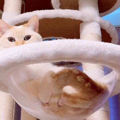 にゃんこそば𓃠SIMBA&Marieさんのプロフィール画像