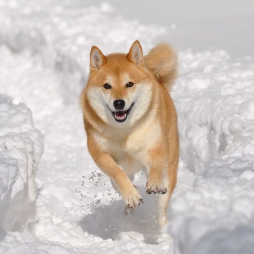 HAPPYWROO's profile picture. 