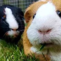 NUJUN (@delphi180) 's Twitter Profile