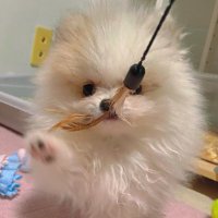 メラニー/トトロ (@meranie0x0) 's Twitter Profile