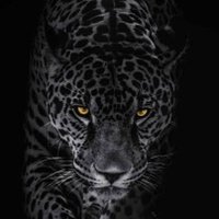 BAYBARS 🇹🇷 (@melihergen) 's Twitter Profile