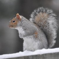 Betsy Ross (@betsyross9876) 's Twitter Profile Photo Betsy Ross (@betsyross9876) 's Twitter Profile Photo