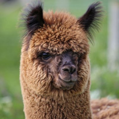 Alpaca mad 🌿 unique alpaca knitwear from our herd of 90 alpacas! Made in Lincolnshire 🇬🇧 FB - JandJ Alpacas Insta - @ jandjalpacas 📸 Wed-Sun, 10am-4pm🦙👀