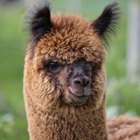 JandJ Alpacas(@JandJAlpacas1) 's Twitter Profileg