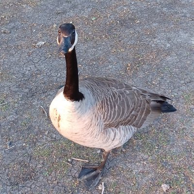 abossgoose Profile Picture