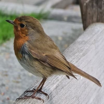 apconey's profile picture. 