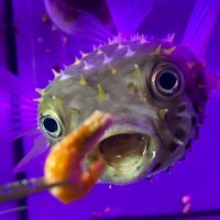 街屋 (@masa_aquarium) 's Twitter Profile Photo 街屋 (@masa_aquarium) 's Twitter Profile Photo