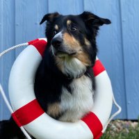 Kuddel (@nord_seehund) 's Twitter Profile Photo Kuddel (@nord_seehund) 's Twitter Profile Photo