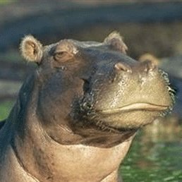 Hippo_Slapper