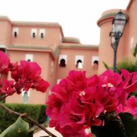 ام شيماء (@a12345a777588) Twitter profile photo