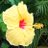 GoVisitHawaii.com