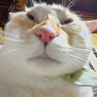 KiwIBlob!🥝さんのプロフィール画像