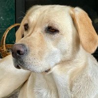 TheDog (@tjmonval) 's Twitter Profile