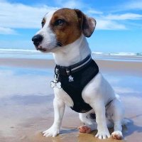 Jack Russell Community(@Jackrussell6615) 's Twitter Profile Photo