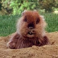 Reginald T Gopher(@FasterFizzier) 's Twitter Profile Photo