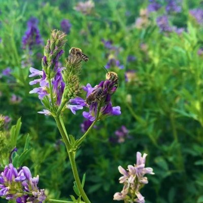 Sharing updates from my role as research manager for the Alfalfa Seed Commission of Alberta. Visit the ASCA website for more updates and information.