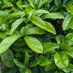 NoNameNursery (@nonamenursery) Twitter profile photo NoNameNursery (@nonamenursery) Twitter profile photo