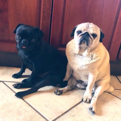 The sedentary misadventures of three chubby pugs. Mostly in the pursuit of food. Featuring a dachshund named George, Stella 🌈 & Mila a floofy GSD