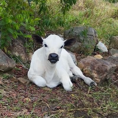 Veterinario, apasionado por el campo, el BlancoOrejinegro y la vida simple y sencilla. 
Defensor de la democracia, la libertad y la institucionalidad.