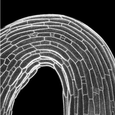 Our research is focused on understanding the single steps controlling plant plasticity.

Blue sky: @srobertgroup.bsky.social