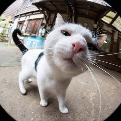 RawadFarhoud's profile picture. 