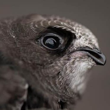 We hope to protect swifts and connect the public to this enchanting bird, whilst also highlighting how human behaviour is putting them at risk of extinction.