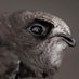 Dublin 8 Swifts (@dublinswifts) Twitter profile photo Dublin 8 Swifts (@dublinswifts) Twitter profile photo