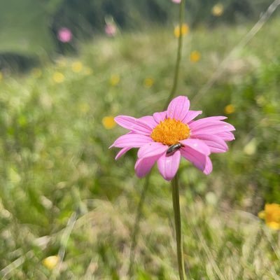 bwbdllh29319020's profile picture. معاملاة المملكه العربيه السعوديه ؟