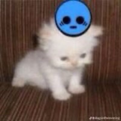 🦜 ia indefinitelyさんのプロフィール画像