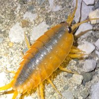 ケバブさんは休職中 (@kebabbbb_bbbb) Twitter profile photo