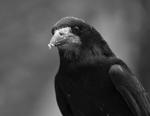 A Wigtownshire born and bred Gallovidian, now exiled in Clackmannanshire. A lover of wind and high places. Psychology PhD, primatology, corvids.