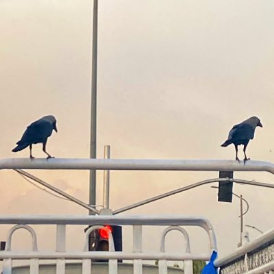 ayeshaa_umar's profile picture. 