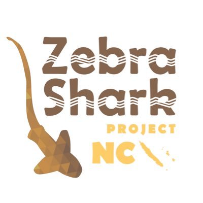 Scientific program led by @laboratory_and to study the leopard shark in New Caledonia, and provide essential data for its conservation @AquariumDLagons