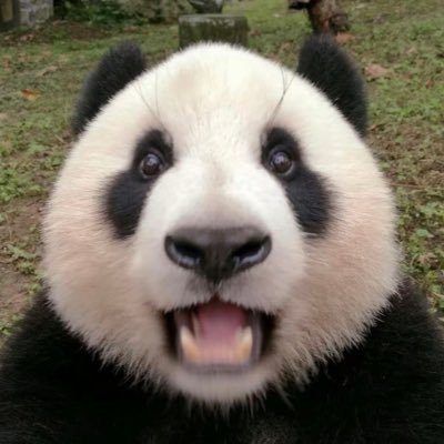 Panda_Base's profile picture. 