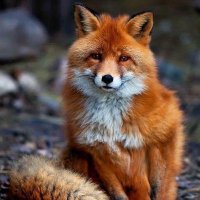 Dancing Fox(@DancingFox4ever) 's Twitter Profile Photo
