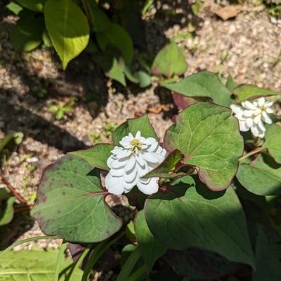 毎日、笑顔でハッピーになった。三人の子供の子育て中。