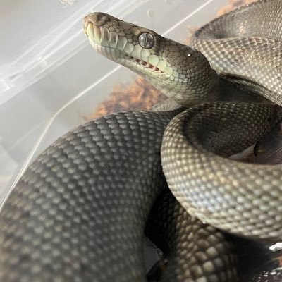 AyaPythons_AXGN's profile picture. 
