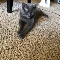 Azure Rebel with Paws (@a_affirmations) 's Twitter Profile