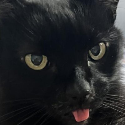 CatHeartVtuber's profile picture. I made my cat a twitter so I didnt follow vtubers on my main