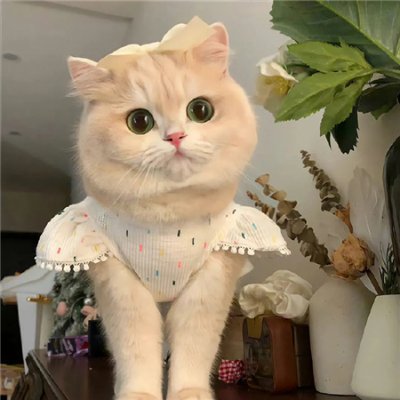 mayoo_soft's profile picture. 夕日のなか、めぐり逢えば、あなたはわたしを 抱くかしら