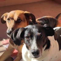 Jack & Timos 2.0 Italian 🇮🇹 rescue dogs 🐾💙(@JackAndTimos) 's Twitter Profile Photo