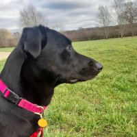Feline_stockholm_syndrome (@drbuhayee) 's Twitter Profile